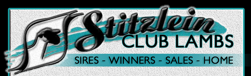 Stitzlein Club Lambs